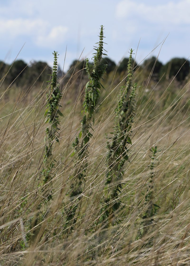 Lion's Tail photo 6
