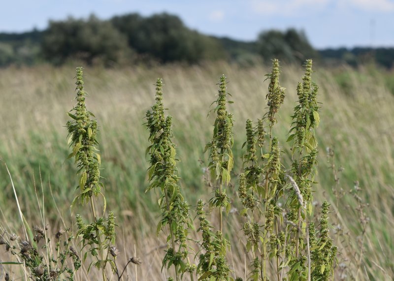 Lion's Tail photo 7
