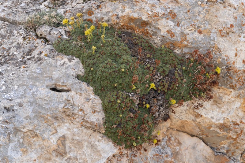 Chaloupkaea aizoon photo 5
