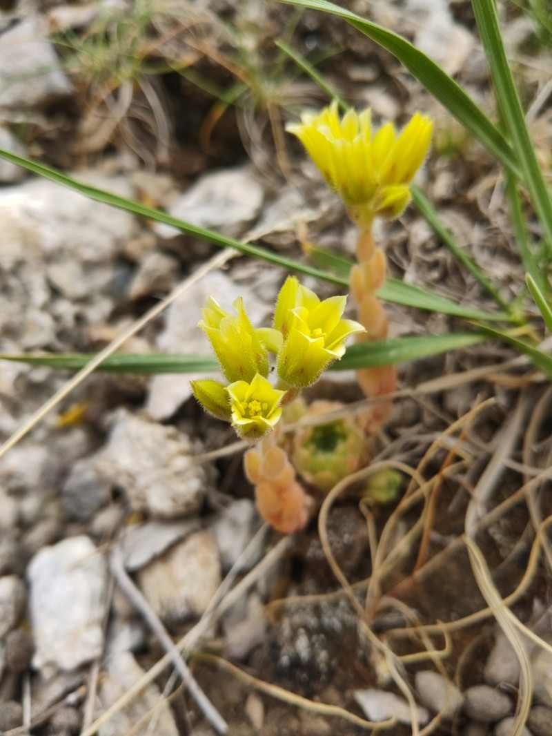 Chaloupkaea aizoon photo 6