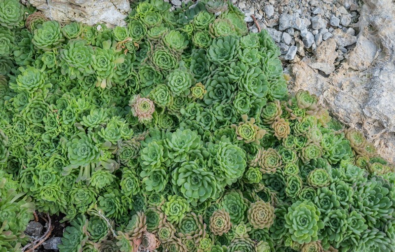 Chaloupkaea aizoon