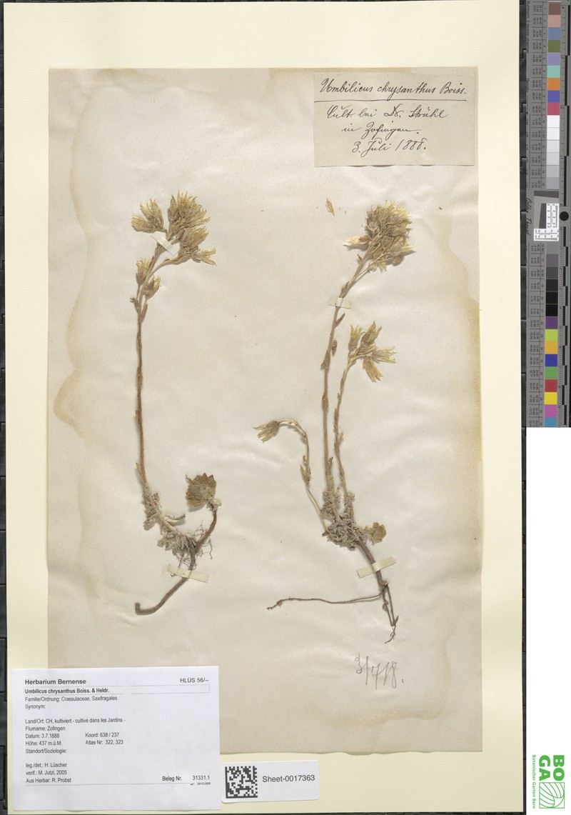 Chaloupkaea chrysantha photo 2