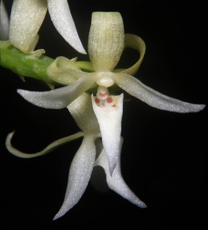 Chamaeanthus longicheila