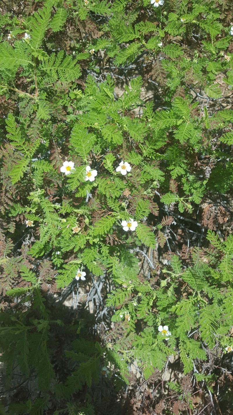 Mountain Misery photo 6