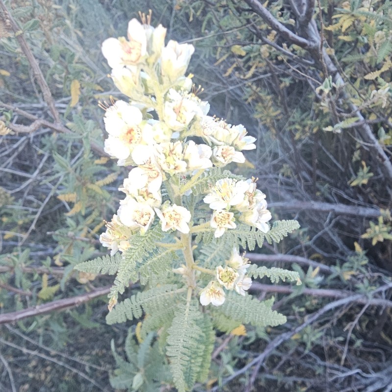 Desert Sweet photo 2