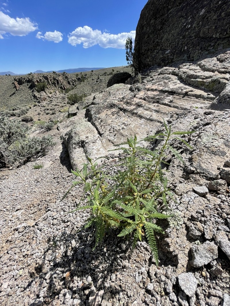 Desert Sweet photo 7