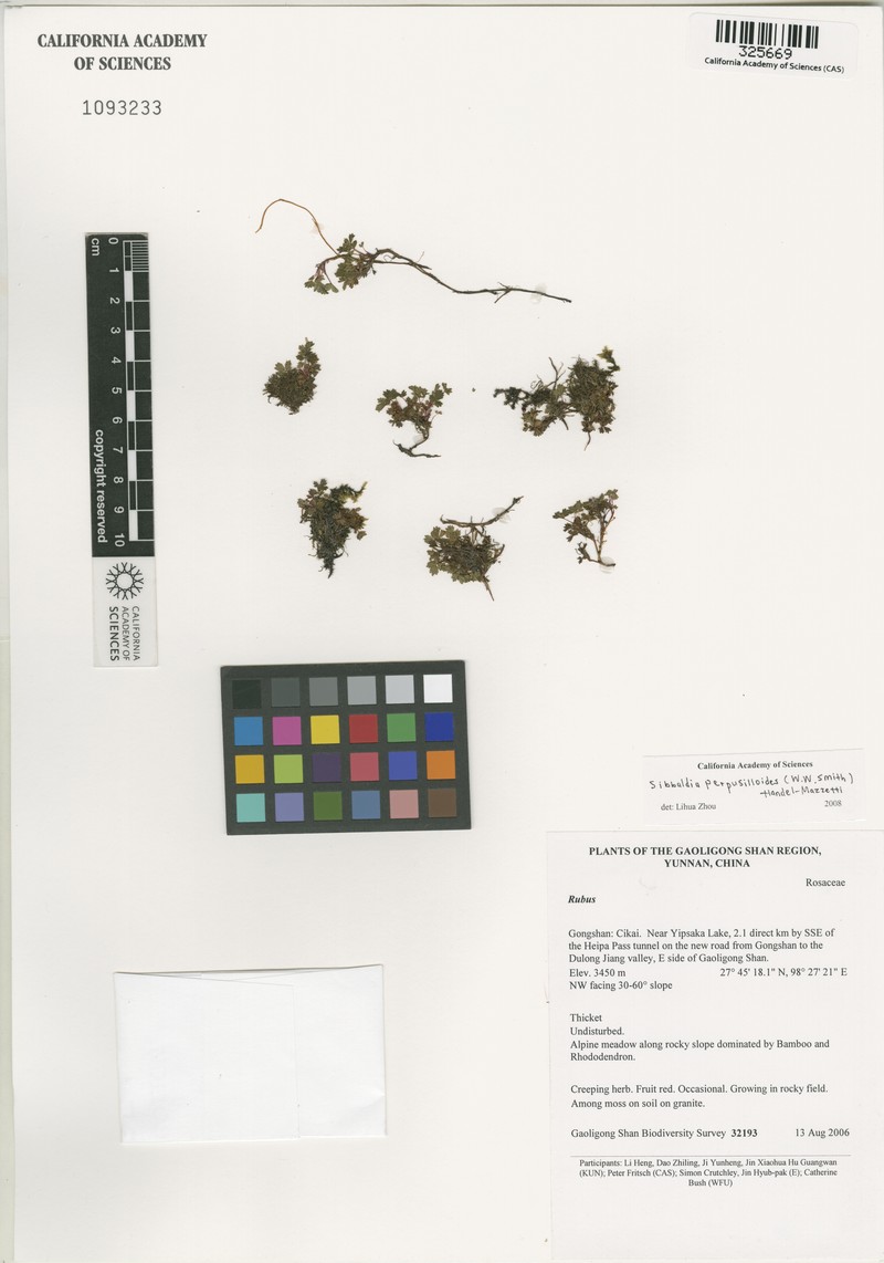 Chamaecallis perpusilloides