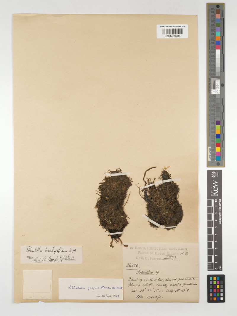 Chamaecallis perpusilloides photo 2