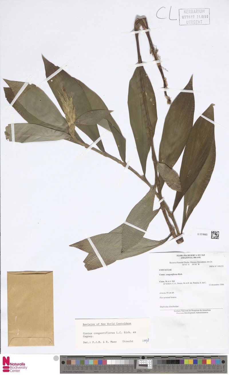 Chamaecostus manausensis
