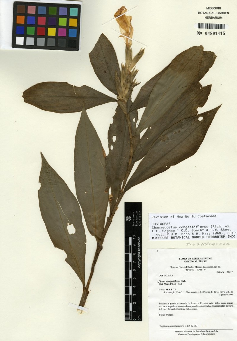 Chamaecostus manausensis photo 2