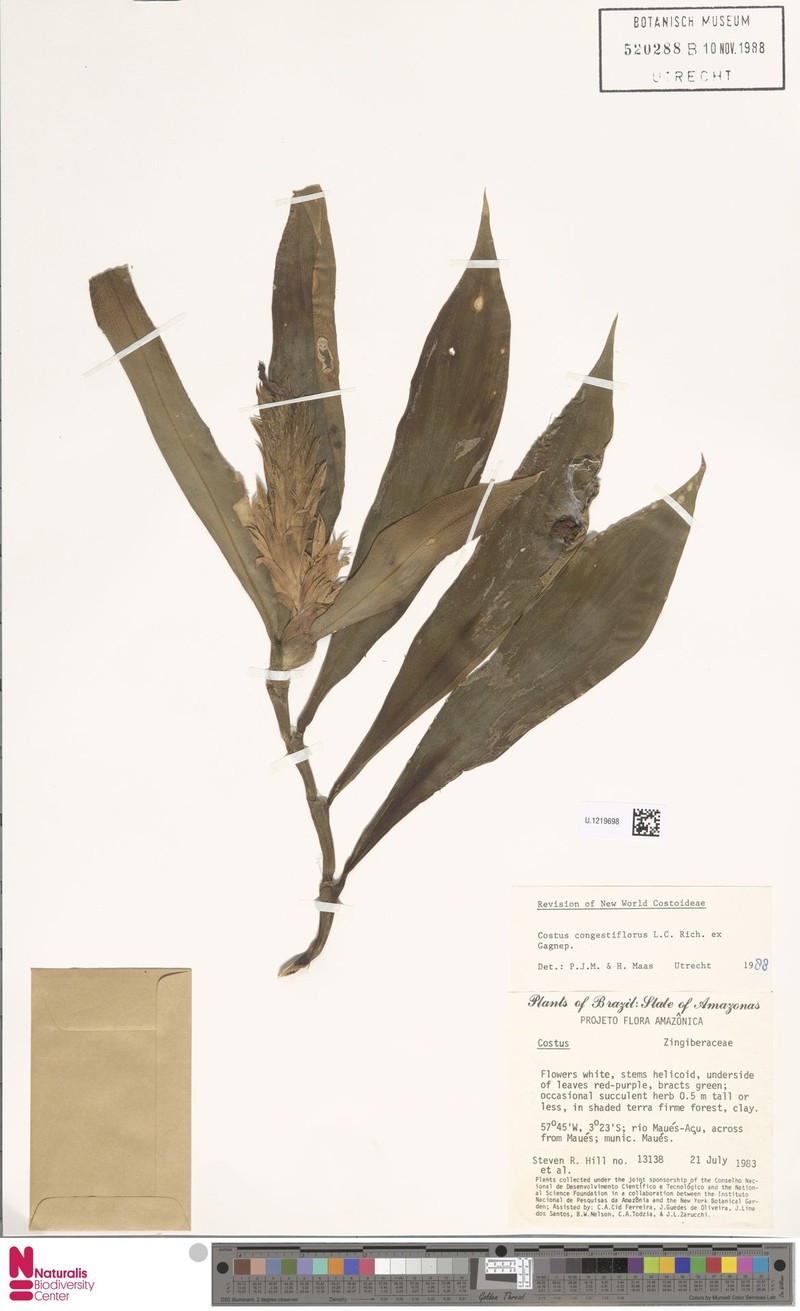 Chamaecostus manausensis photo 3