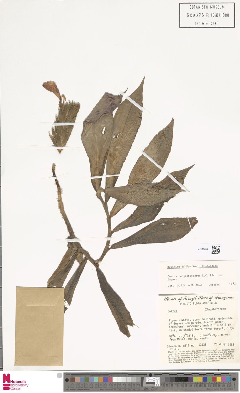 Chamaecostus manausensis photo 4