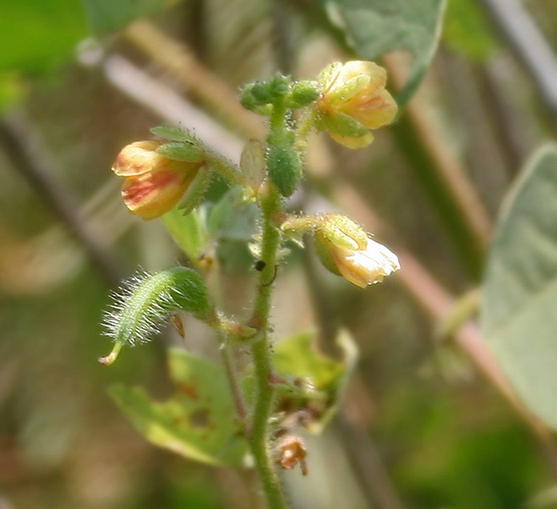 Tropical Sensitive Pea photo 5