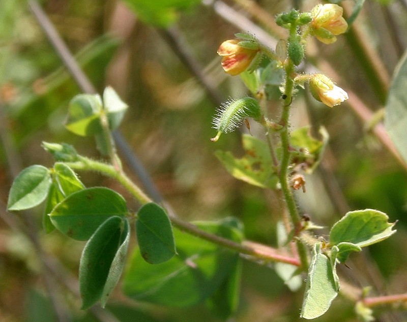 Tropical Sensitive Pea photo 2