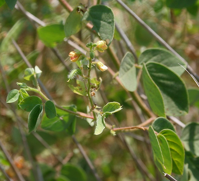 Tropical Sensitive Pea photo 3