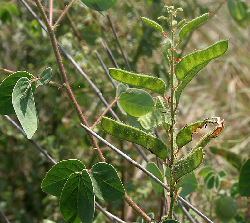 Tropical Sensitive Pea photo 4