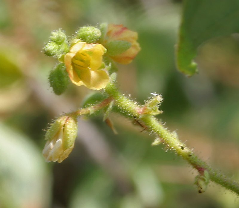 Tropical Sensitive Pea