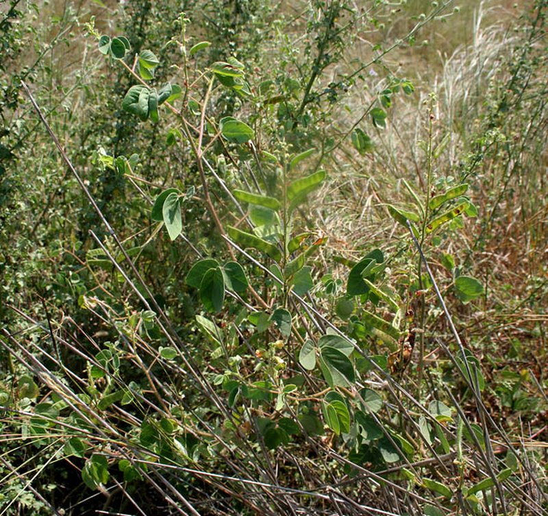 Tropical Sensitive Pea photo 6