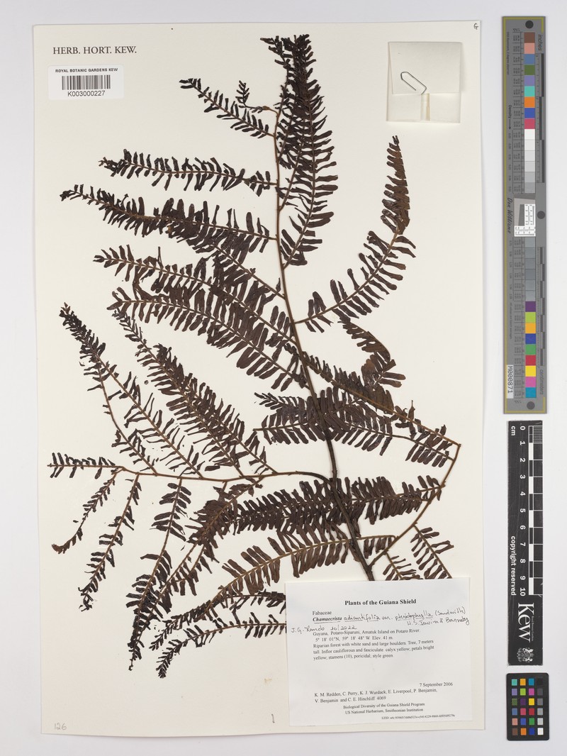 Chamaecrista adiantifolia var. adiantifolia photo 2