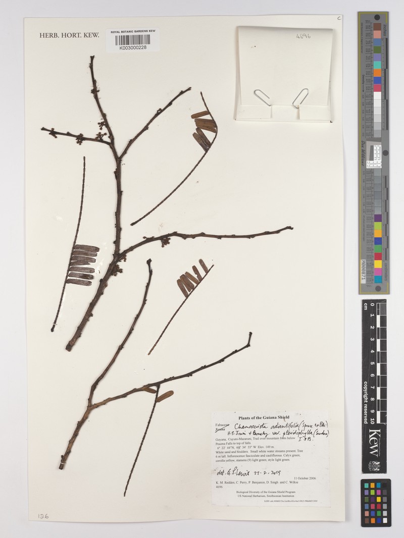 Chamaecrista adiantifolia var. adiantifolia photo 3