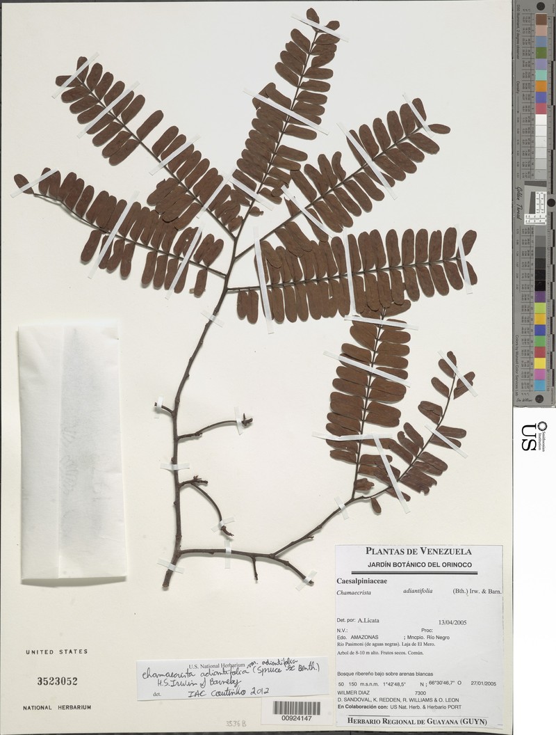 Chamaecrista adiantifolia var. adiantifolia photo 4