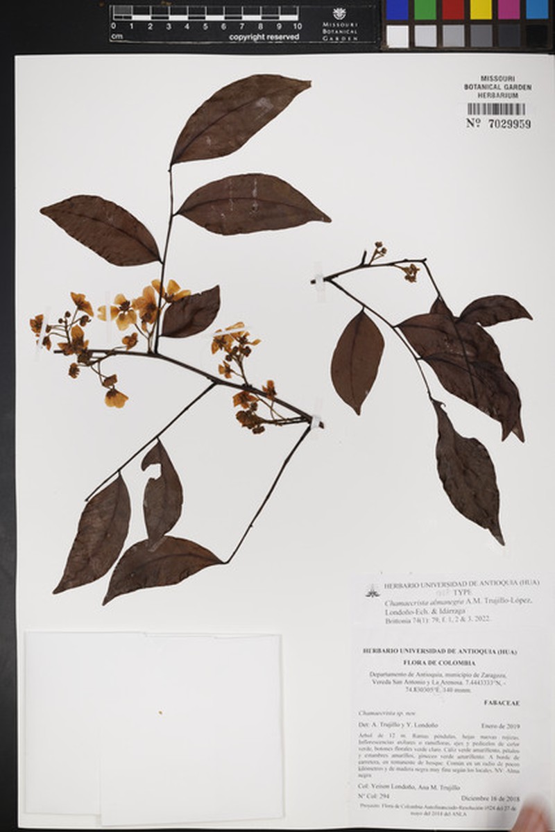 Chamaecrista almanegra