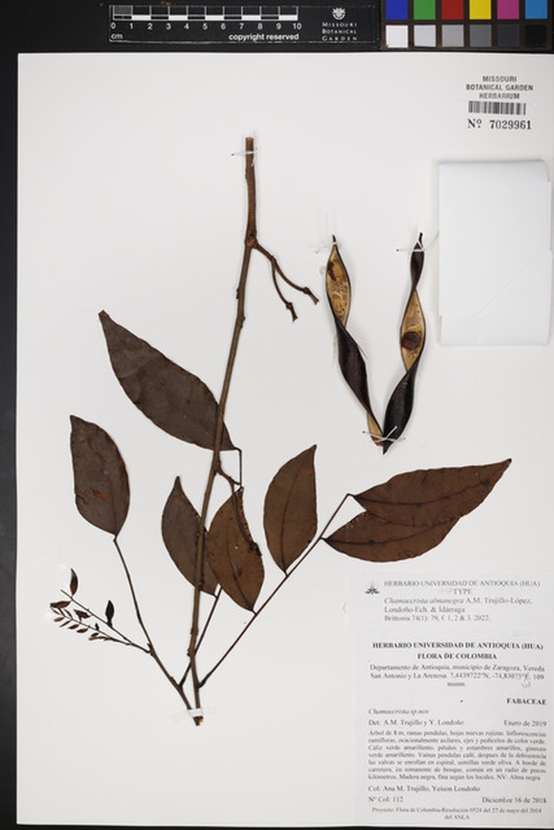 Chamaecrista almanegra photo 2
