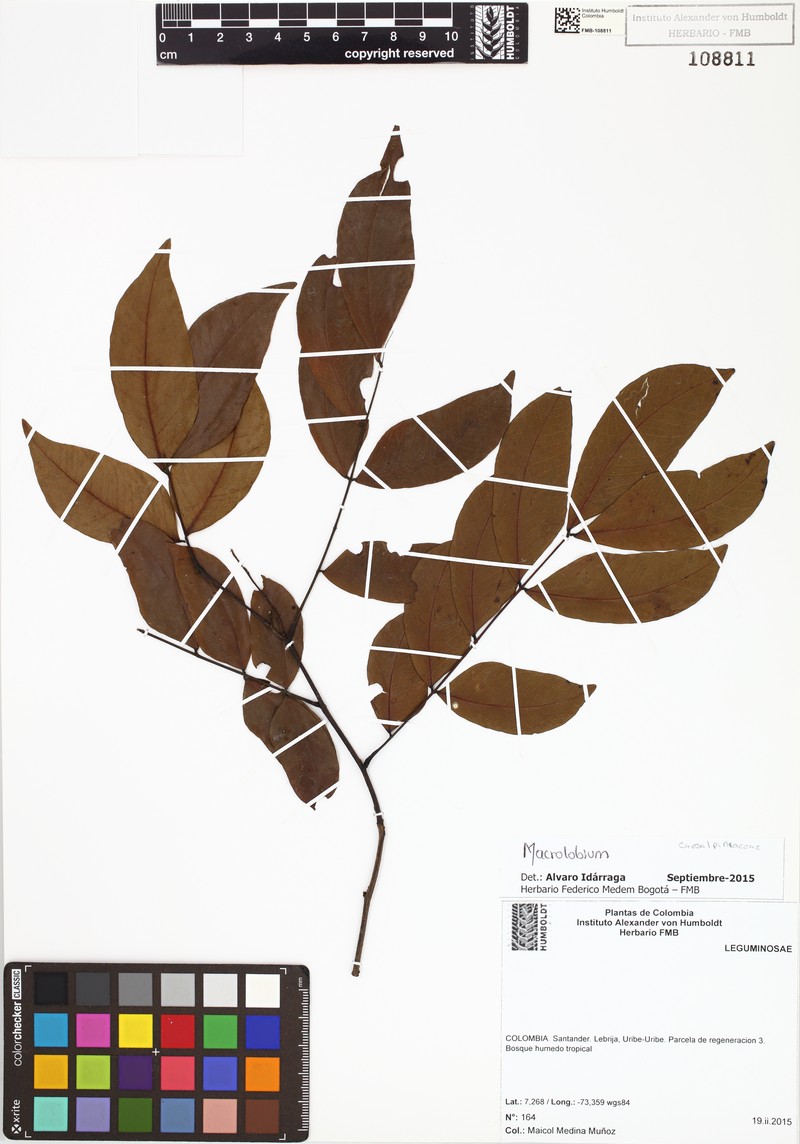 Chamaecrista almanegra photo 3