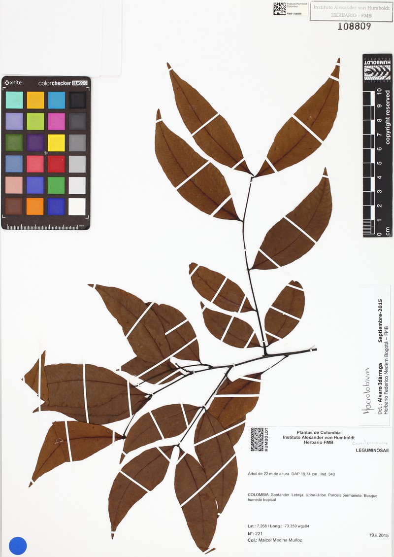 Chamaecrista almanegra photo 4