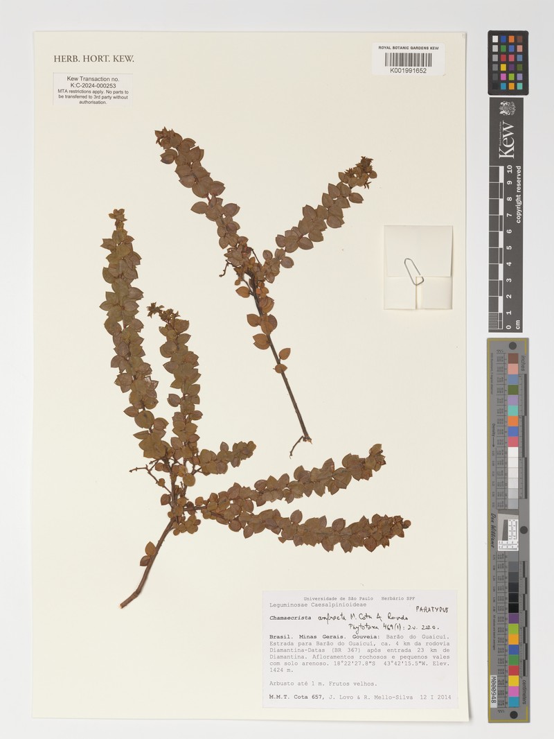 Chamaecrista anfracta