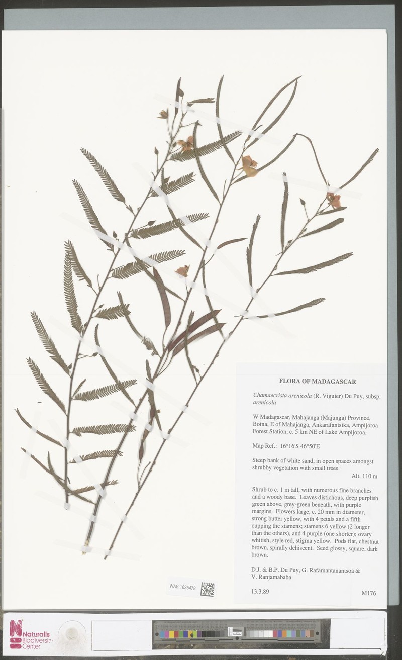 Chamaecrista arenicola subsp. arenicola