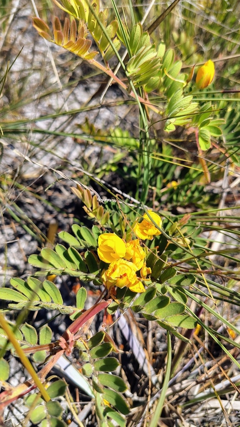 Chamaecrista arrojadoana