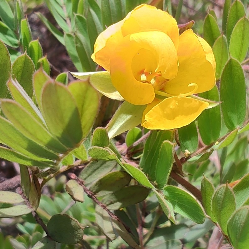 Chamaecrista arrojadoana photo 3