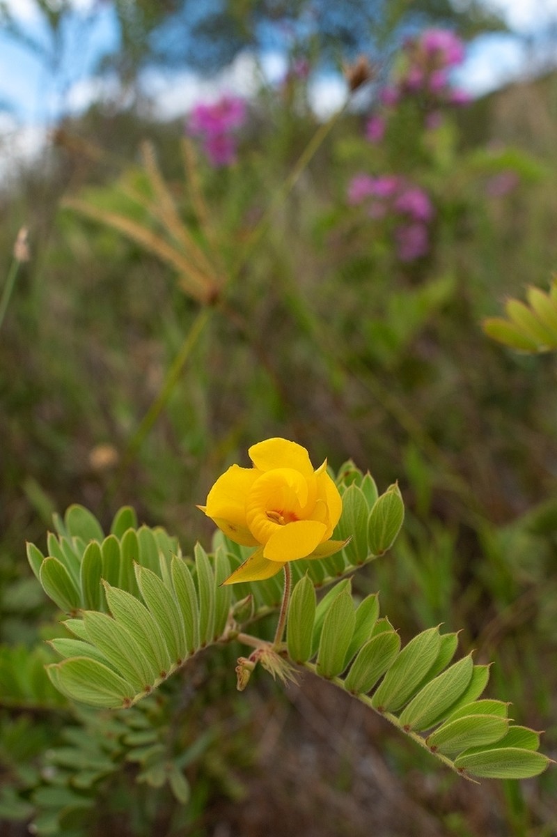 Chamaecrista arrojadoana photo 7