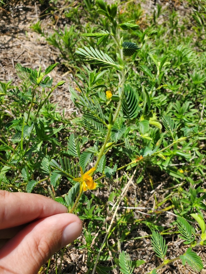 Woodland Sensitive Pea