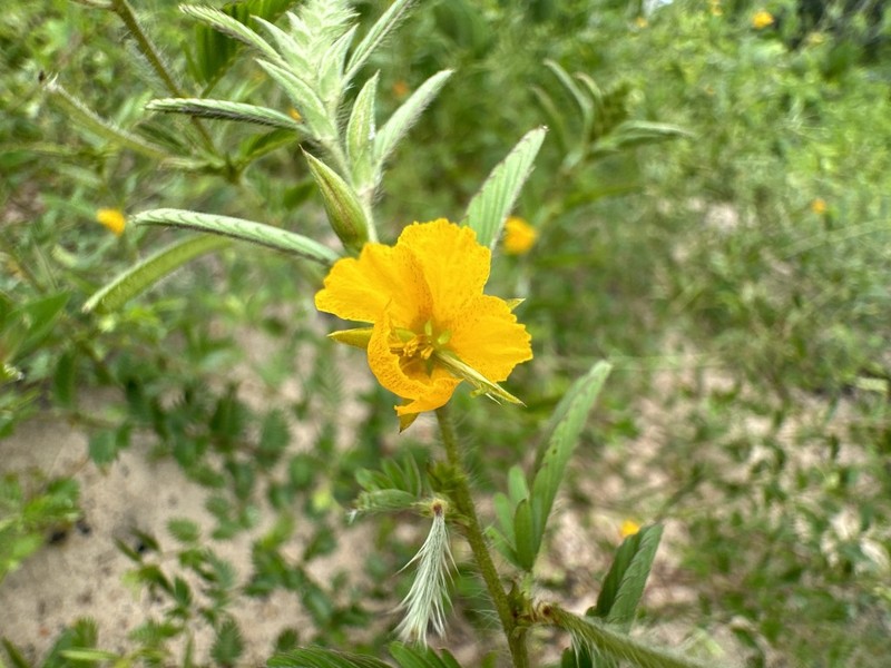 Woodland Sensitive Pea photo 3