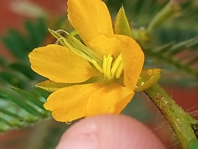 Woodland Sensitive Pea photo 5
