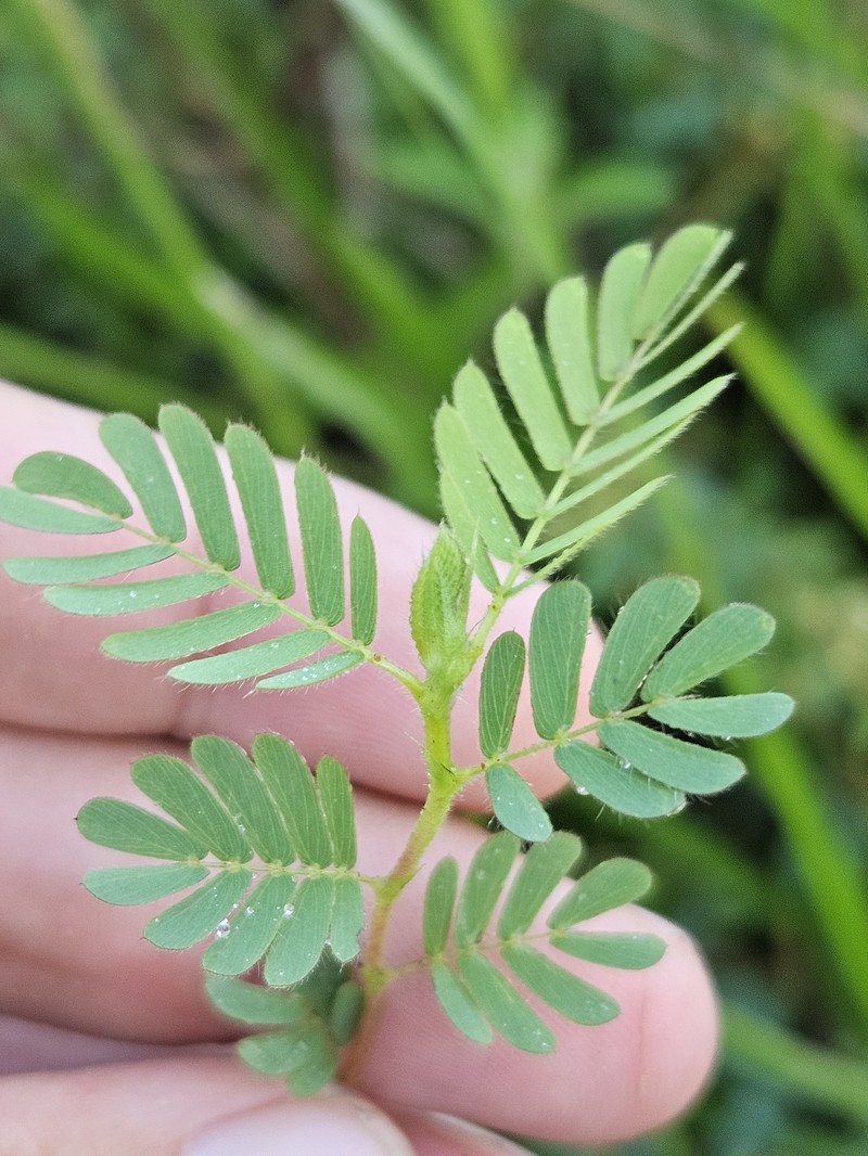 Chamaecrista calycioides var. calycioides
