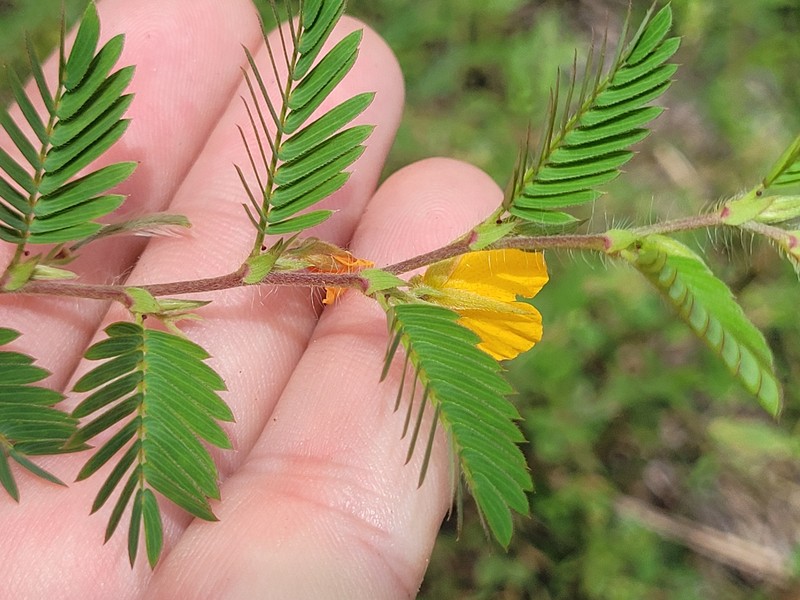 Chamaecrista calycioides var. calycioides photo 2