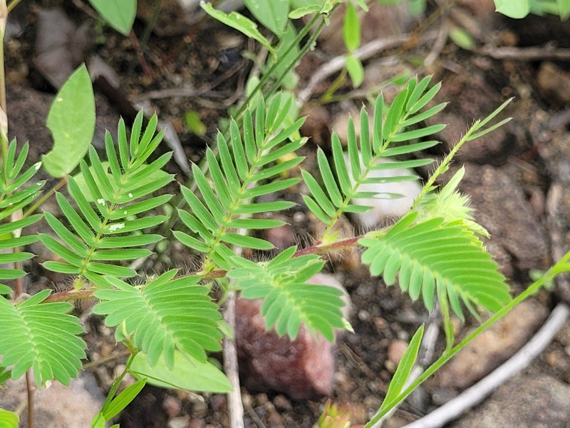 Chamaecrista calycioides var. calycioides photo 3