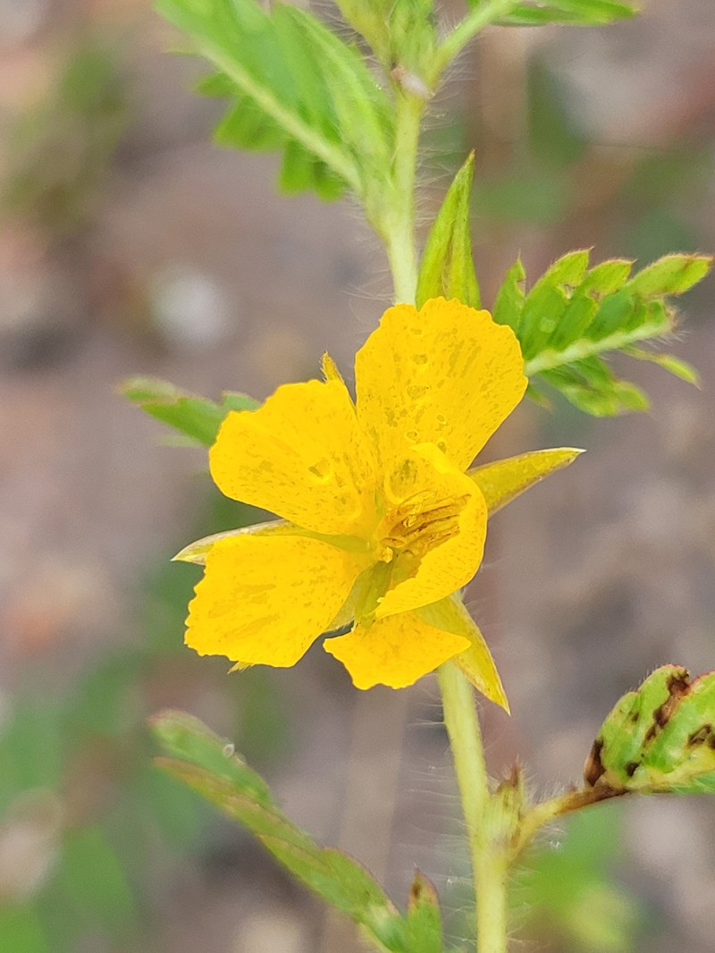 Chamaecrista calycioides var. calycioides photo 4