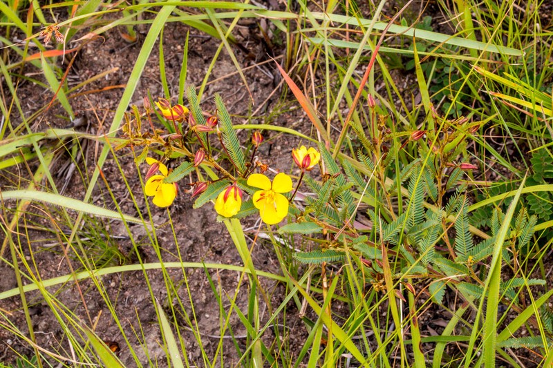 Chamaecrista capensis var. capensis