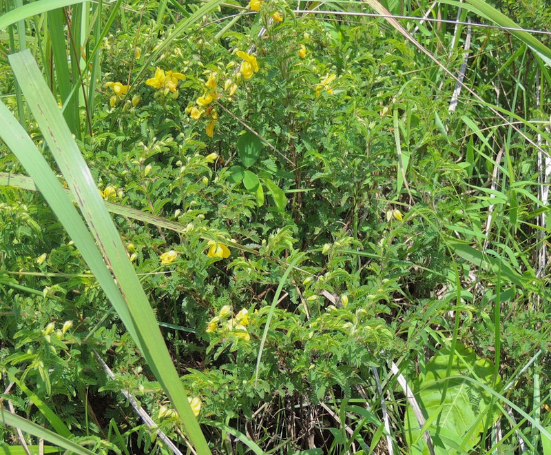 Chamaecrista capensis var. capensis photo 2