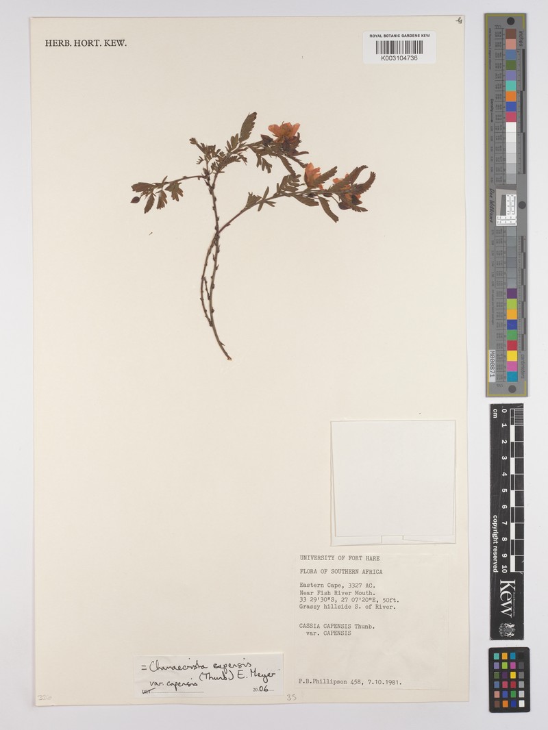 Chamaecrista capensis var. capensis photo 3