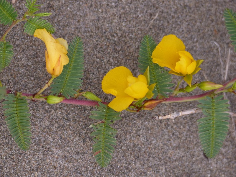 Beach Sensitive Pea
