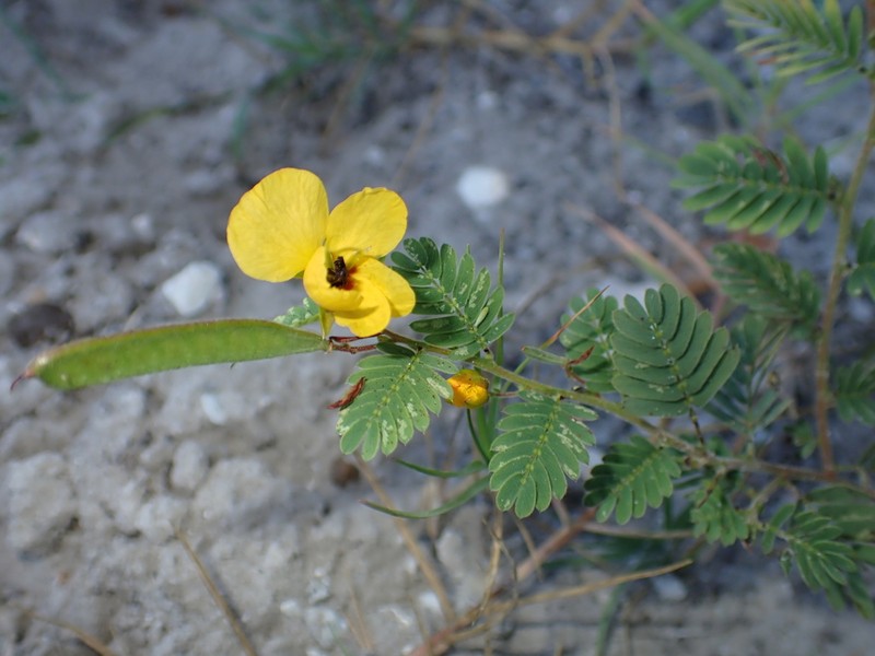 Beach Sensitive Pea photo 5