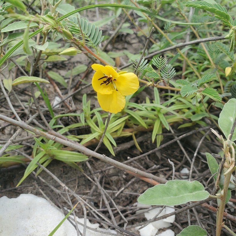 Beach Sensitive Pea photo 8