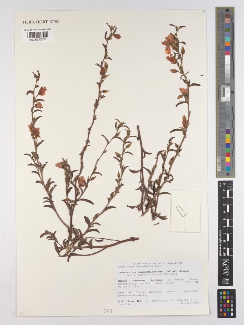 Chamaecrista chamaecristoides var. chamaecristoides