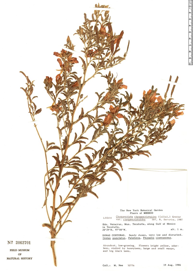 Chamaecrista chamaecristoides var. chamaecristoides photo 2