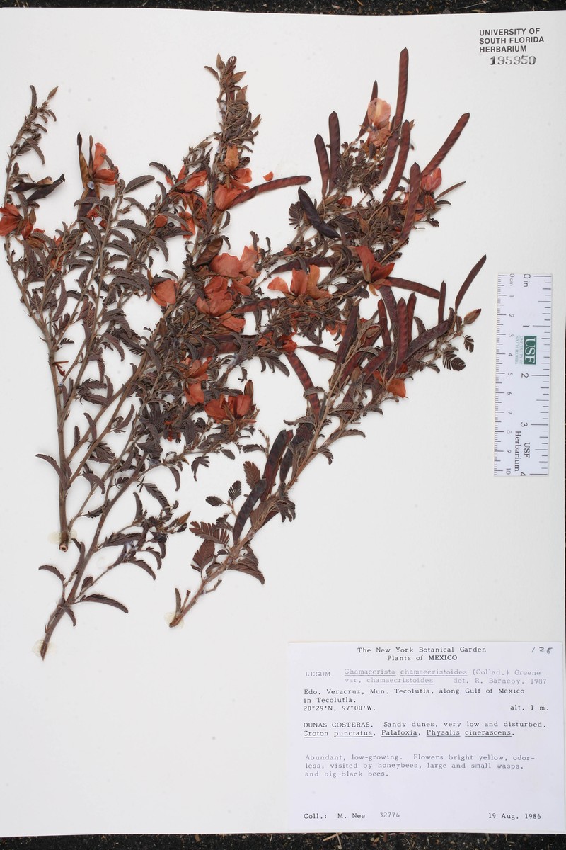Chamaecrista chamaecristoides var. chamaecristoides photo 3